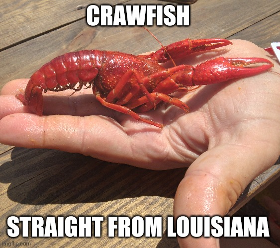 Giant crawfish | CRAWFISH; STRAIGHT FROM LOUISIANA | image tagged in crawfish,food | made w/ Imgflip meme maker