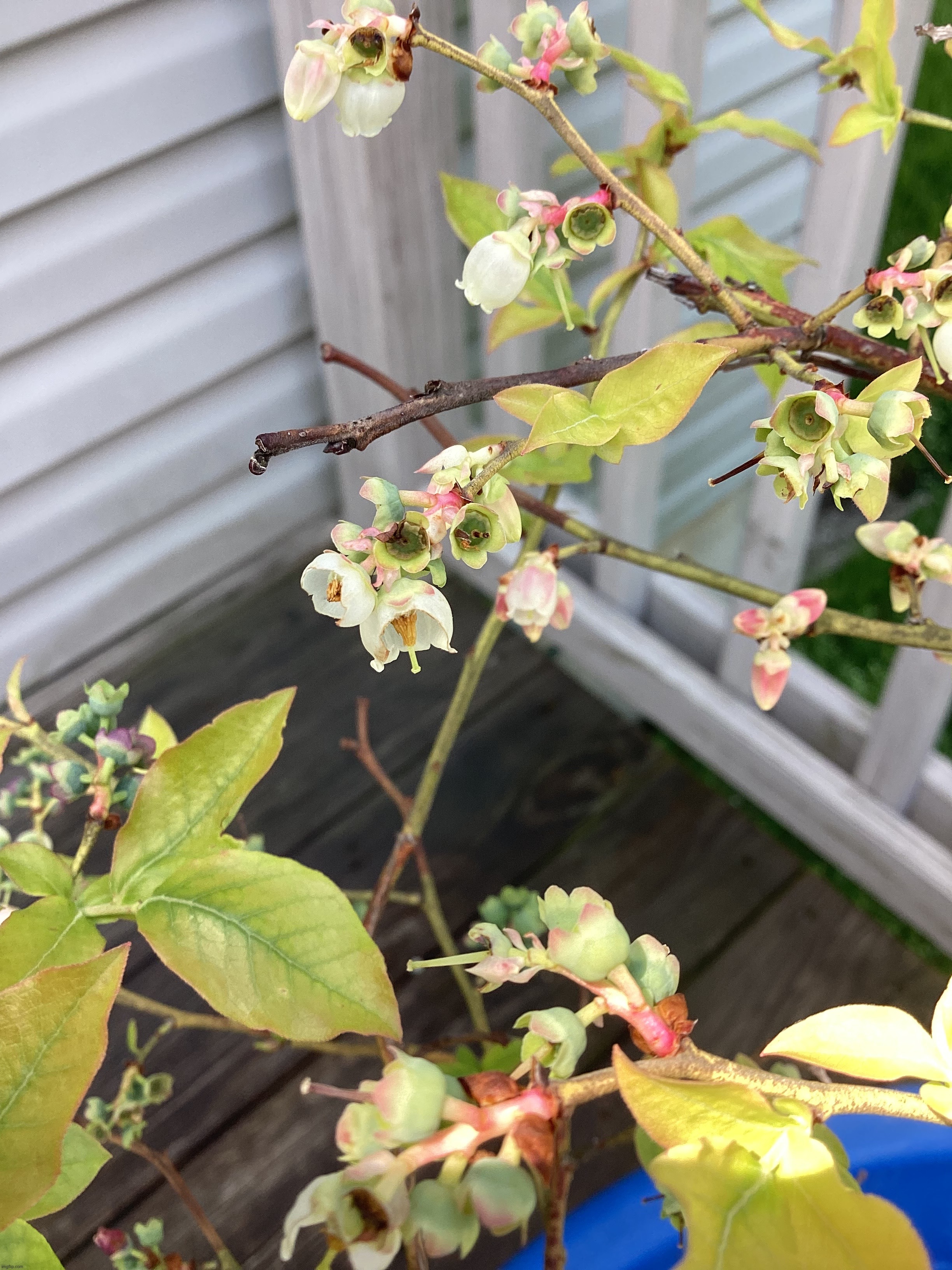 A nice blueberry flower photo I took | image tagged in memes,plants,blueberry | made w/ Imgflip meme maker