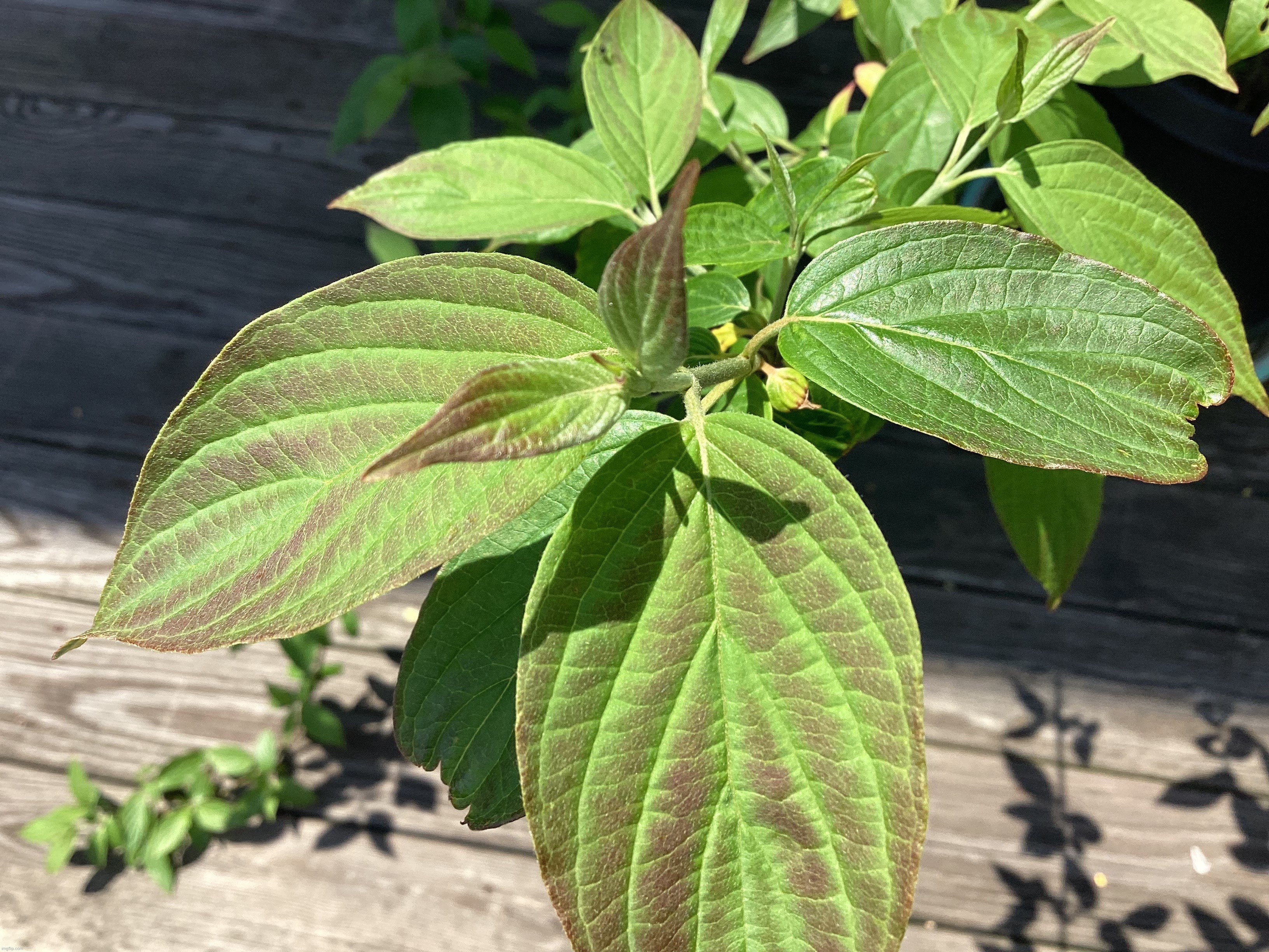 Photo of the leaves on a Silky Dogwood tree (I got this back when I was in (X) grade and I’ve had it for 4 years. Needs to be re | image tagged in memes,plants,trees,leaves | made w/ Imgflip meme maker