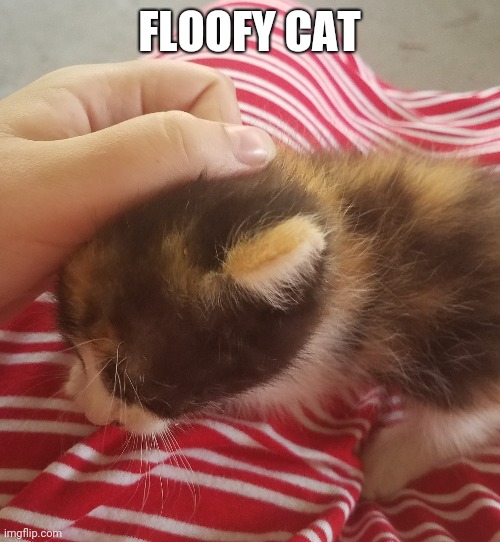 Meow |  FLOOFY CAT | image tagged in cats,fluffy,random tag,random tag i decided to put,another random tag i decided to put,another one | made w/ Imgflip meme maker