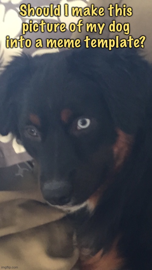 I’d say ye |  Should I make this picture of my dog into a meme template? | image tagged in dog,maybe,meme temp,why are you reading this | made w/ Imgflip meme maker