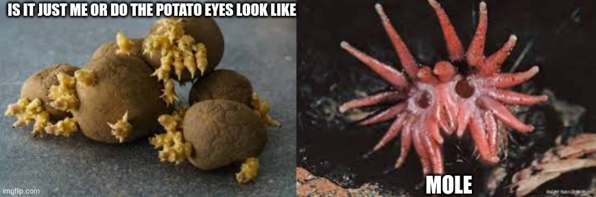Mole Whisker Potato Eyes |  IS IT JUST ME OR DO THE POTATO EYES LOOK LIKE; MOLE | made w/ Imgflip meme maker