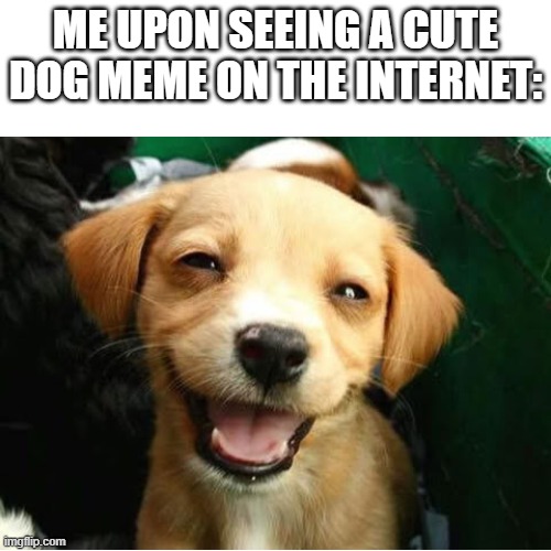 Cute doggo meme | ME UPON SEEING A CUTE DOG MEME ON THE INTERNET: | image tagged in doggo,cute,funny | made w/ Imgflip meme maker