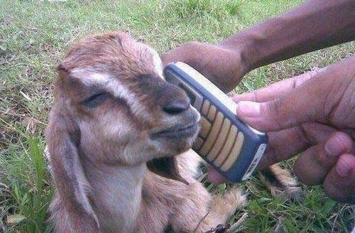goat on the phone Blank Meme Template