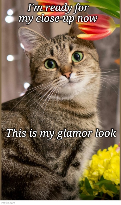 Cats are Cool | I'm ready for my close-up now; This is my glamor look | image tagged in cute cat | made w/ Imgflip meme maker