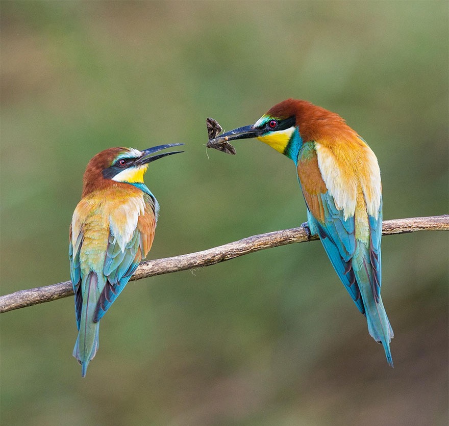 European Bee-eater Presenting A Female With a Moth. Photo Credit: John Gooday | image tagged in awesome,pics,photography | made w/ Imgflip meme maker