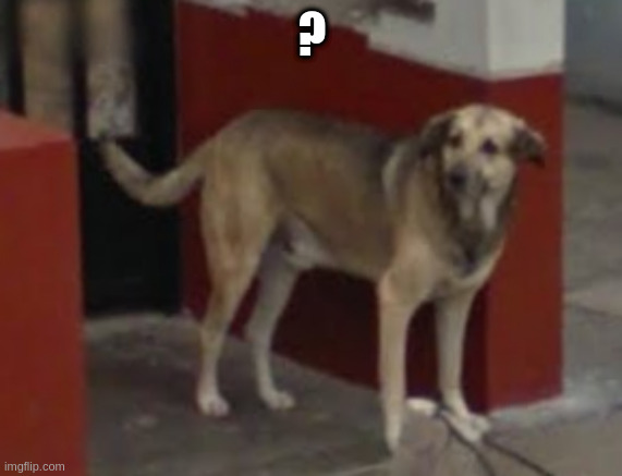 WTF Dog | ? | image tagged in dog | made w/ Imgflip meme maker