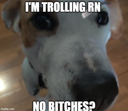 No bishes? | I'M TROLLING RN | image tagged in no bishes | made w/ Imgflip meme maker