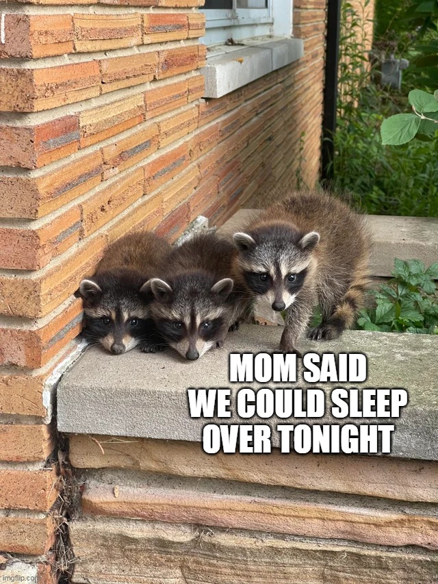 Cutest Buttholes Ever Seen |  MOM SAID WE COULD SLEEP OVER TONIGHT | image tagged in meme,memes,humor,raccoon | made w/ Imgflip meme maker
