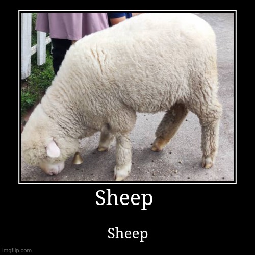 Sheep | Sheep | image tagged in funny,demotivationals | made w/ Imgflip demotivational maker