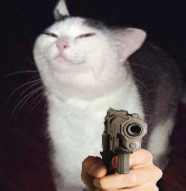 Gun cat Blank Meme Template