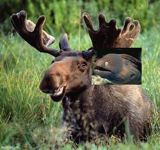 Guess the user 7 | image tagged in smiling moose | made w/ Imgflip meme maker