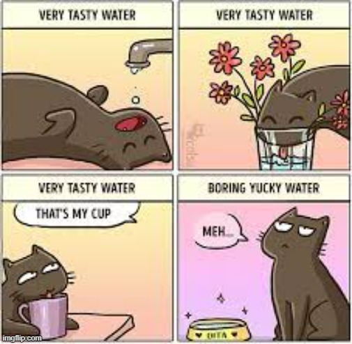 A Cat's Way Of Thinking | image tagged in memes,comics,cats,different,kind,water | made w/ Imgflip meme maker