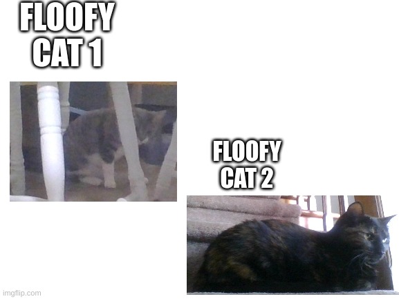 Floofy Cats |  FLOOFY CAT 1; FLOOFY CAT 2 | image tagged in blank white template | made w/ Imgflip meme maker