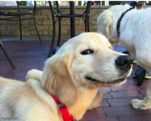 Dog grinning Blank Meme Template