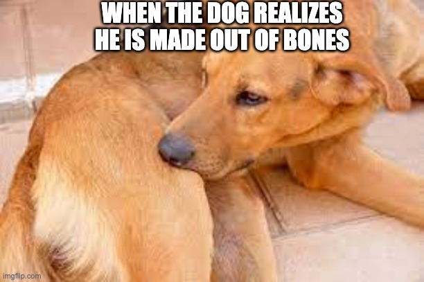 Uh oh | WHEN THE DOG REALIZES HE IS MADE OUT OF BONES | image tagged in dog,bones,memes,funny | made w/ Imgflip meme maker