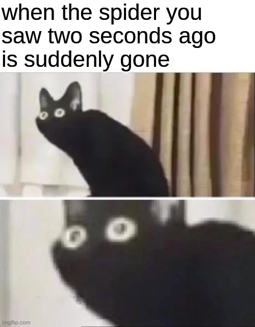 my biggest fear |  when the spider you
saw two seconds ago
is suddenly gone | image tagged in oh no black cat | made w/ Imgflip meme maker