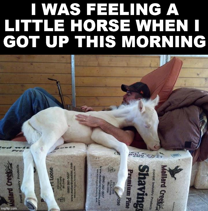  I WAS FEELING A LITTLE HORSE WHEN I 
GOT UP THIS MORNING | image tagged in eye roll | made w/ Imgflip meme maker