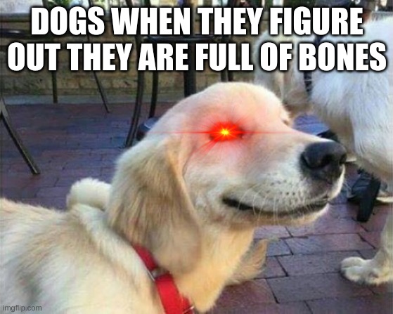 DOGS WHEN THEY FIGURE OUT THEY ARE FULL OF BONES | image tagged in lol | made w/ Imgflip meme maker