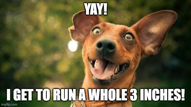 excited dog are you here yet | YAY! I GET TO RUN A WHOLE 3 INCHES! | image tagged in excited dog are you here yet | made w/ Imgflip meme maker