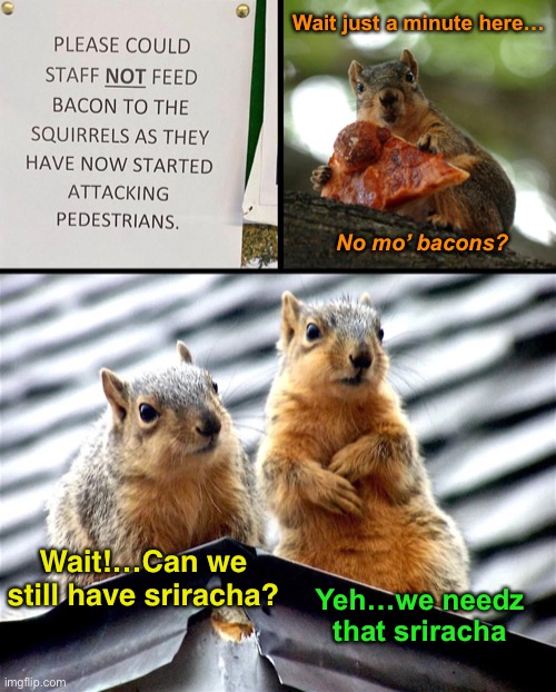 When Squirrels Attack | Wait just a minute here…; No mo’ bacons? Yeh…we needz that sriracha; Wait!…Can we still have sriracha? | image tagged in funny memes,squirrels,bacon | made w/ Imgflip meme maker
