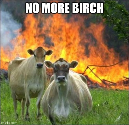 Evil Cows Meme | NO MORE BIRCH | image tagged in memes,evil cows | made w/ Imgflip meme maker