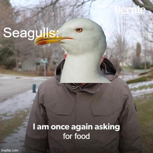 Seagull wants food | Seagulls:; for food | image tagged in memes,bernie i am once again asking for your support | made w/ Imgflip meme maker