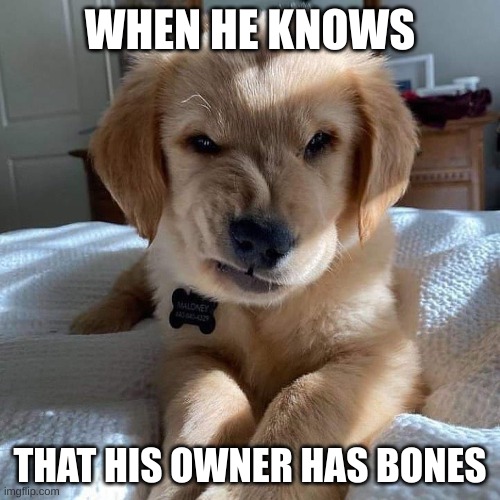 Dog skeptical | WHEN HE KNOWS; THAT HIS OWNER HAS BONES | image tagged in dog skeptical | made w/ Imgflip meme maker