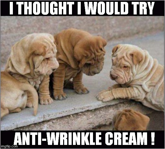 A Dogs Failed Experiment | I THOUGHT I WOULD TRY; ANTI-WRINKLE CREAM ! | image tagged in dogs,shar pei,anti wrinkle cream,failure | made w/ Imgflip meme maker
