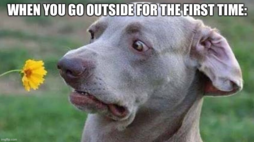 BruhDog | WHEN YOU GO OUTSIDE FOR THE FIRST TIME: | image tagged in dogs,memes,funny dogs | made w/ Imgflip meme maker