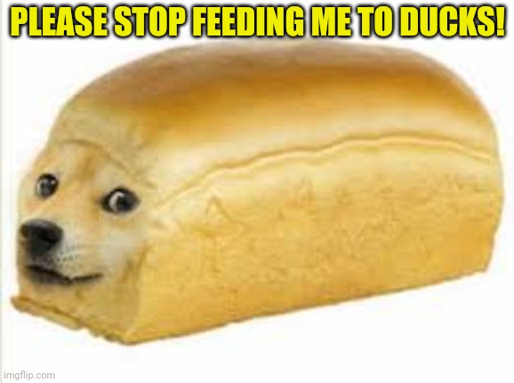It's time to stop | PLEASE STOP FEEDING ME TO DUCKS! | image tagged in doge bread,bread,ducks,nom nom nom | made w/ Imgflip meme maker