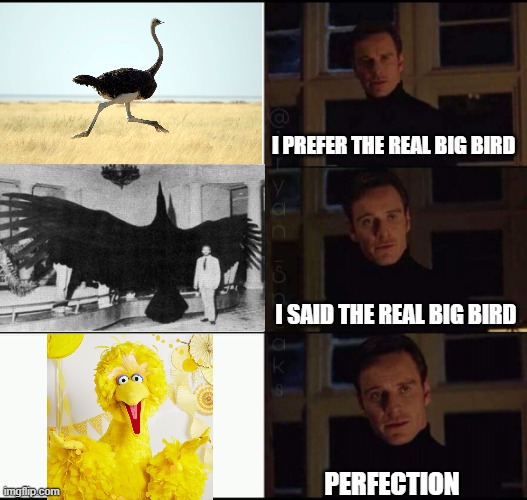 The real big bird. |  I PREFER THE REAL BIG BIRD; I SAID THE REAL BIG BIRD; PERFECTION | image tagged in show me the real,big bird | made w/ Imgflip meme maker