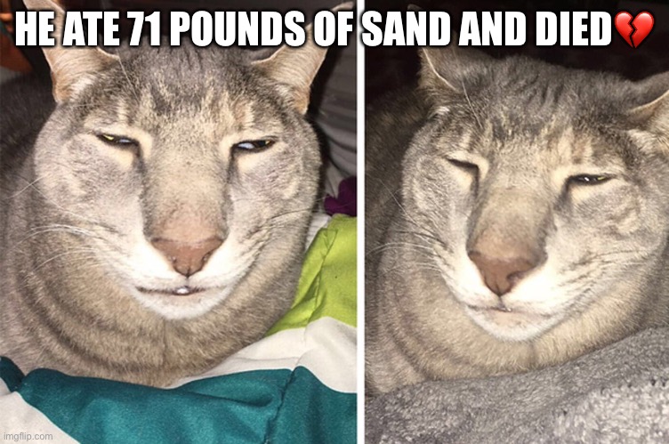 Sad day |  HE ATE 71 POUNDS OF SAND AND DIED💔 | image tagged in funny,cat,sad,dies,sussy | made w/ Imgflip meme maker