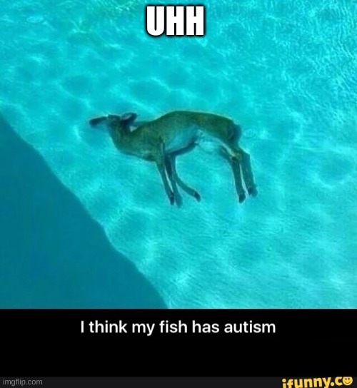 Thats a rare fish | UHH | image tagged in fish,lol | made w/ Imgflip meme maker
