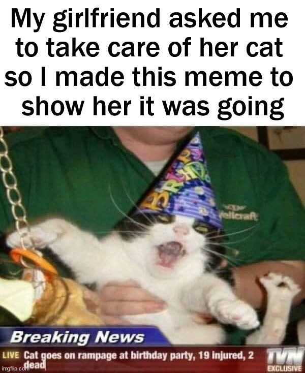 How is my cat doing? | My girlfriend asked me 
to take care of her cat 
so I made this meme to 
show her it was going | image tagged in cats,what's going on,babysitting | made w/ Imgflip meme maker