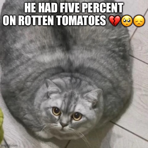 Sad day 2 |  HE HAD FIVE PERCENT ON ROTTEN TOMATOES 💔🥺😞 | image tagged in funny,cat,sad,dies,sussy | made w/ Imgflip meme maker