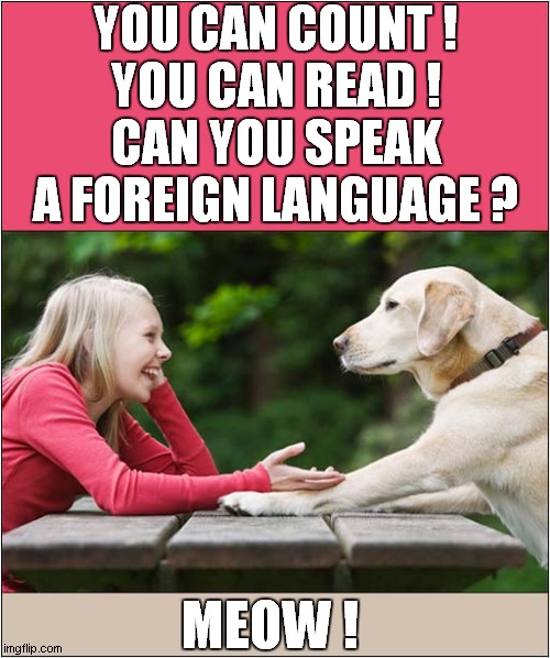 Now That's One Talented Dog ! | YOU CAN COUNT !
YOU CAN READ !
CAN YOU SPEAK A FOREIGN LANGUAGE ? MEOW ! | image tagged in dogs,talent,bilingual | made w/ Imgflip meme maker