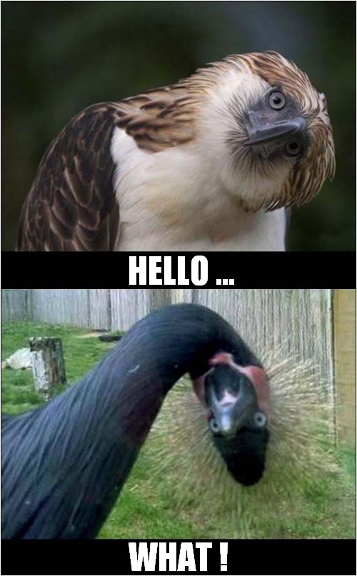 To Make You Smile ! |  HELLO ... WHAT ! | image tagged in fun,birds,smile | made w/ Imgflip meme maker