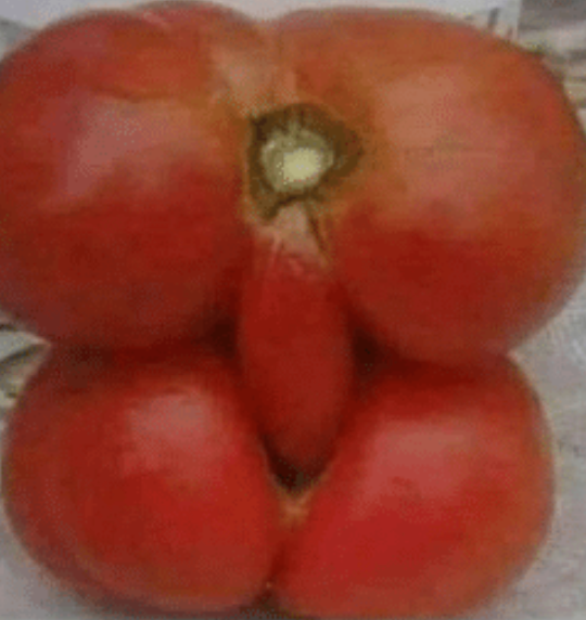 Tomato Blank Meme Template