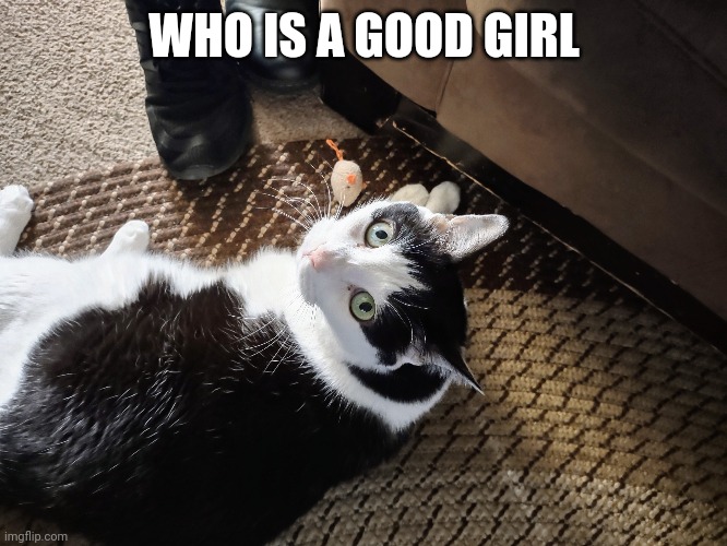 My lovely cat | WHO IS A GOOD GIRL | image tagged in cats,funny memes,memes | made w/ Imgflip meme maker