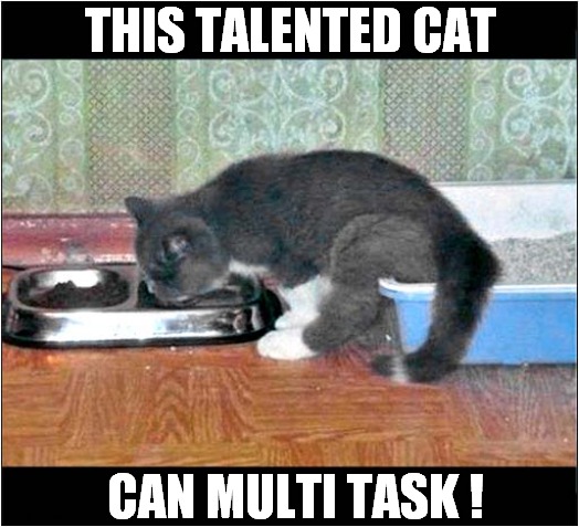 A Clever Kitty ! | THIS TALENTED CAT; CAN MULTI TASK ! | image tagged in cats,talent,multi-task | made w/ Imgflip meme maker