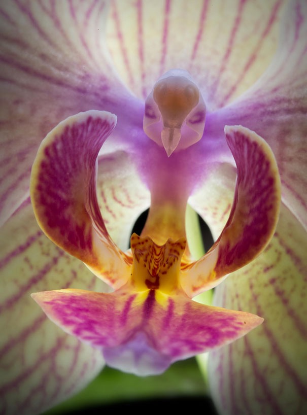 Moth Orchid (Phalaenopsis). Photo credit: Christian Kneidinger | image tagged in awesome,pics,photography | made w/ Imgflip meme maker