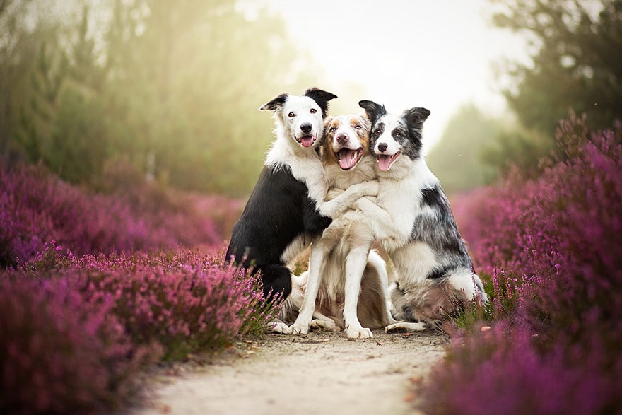 Photo credit: Alicja Zmyslowska | image tagged in awesome,pics,photography | made w/ Imgflip meme maker
