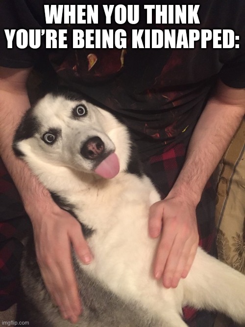 Doggo | WHEN YOU THINK YOU’RE BEING KIDNAPPED: | image tagged in dogs,funny dogs,memes | made w/ Imgflip meme maker