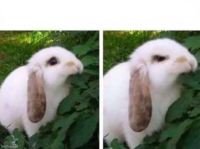 Rabbit Grrrr! | image tagged in rabbit grrrr | made w/ Imgflip meme maker