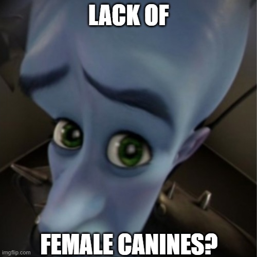 XD | LACK OF; FEMALE CANINES? | image tagged in megamind peeking | made w/ Imgflip meme maker