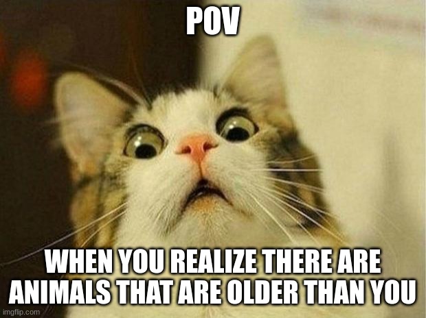 Scared Cat |  POV; WHEN YOU REALIZE THERE ARE ANIMALS THAT ARE OLDER THAN YOU | image tagged in memes,scared cat | made w/ Imgflip meme maker