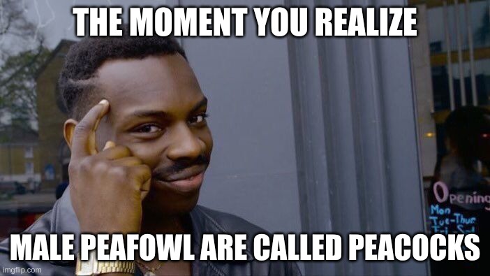 Roll Safe Think About It Meme | THE MOMENT YOU REALIZE; MALE PEAFOWL ARE CALLED PEACOCKS | image tagged in memes,roll safe think about it,uwu,peacock | made w/ Imgflip meme maker