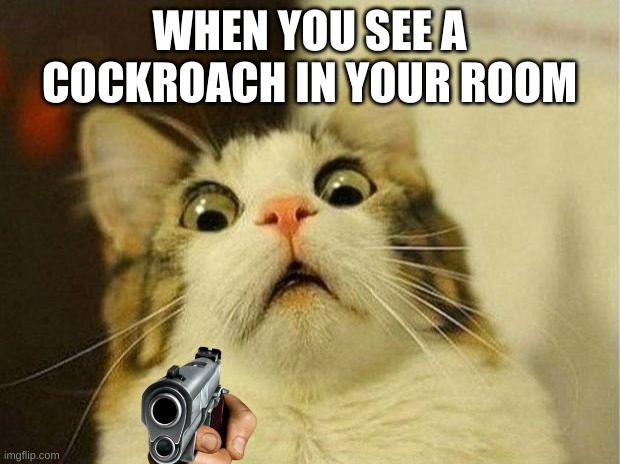 ROACHES |  WHEN YOU SEE A COCKROACH IN YOUR ROOM | image tagged in memes,scared cat | made w/ Imgflip meme maker