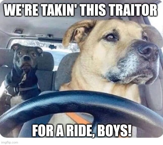 Dog driving | WE'RE TAKIN' THIS TRAITOR FOR A RIDE, BOYS! | image tagged in dog driving | made w/ Imgflip meme maker